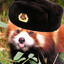 Red Panda