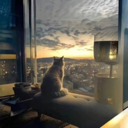 超级无敌霸王龙