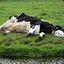 sleepingcow