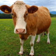 ST 8675 Mage Cow