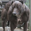 Cãodorna