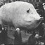 ChonkyBoi67