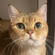 咕呱孤寡呱瓜咕咕咕呱菇殿下