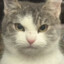 BRAMSWEB