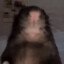 Gay Rat
