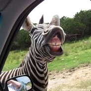 zebra