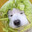 Cabbage Dog