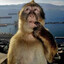 The Inquisitive Chimp