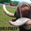 Westbeef