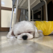 Oh oh my my my master