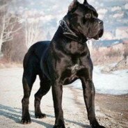 TUCKER