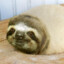 A Moist Sloth