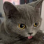 Katze