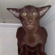 The Gato