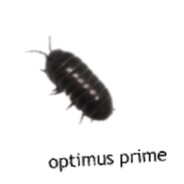 optimus gang
