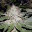 BUD SMOKER