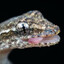 Littlest Lizard