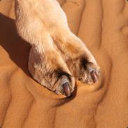 Sundried Cameltoe