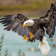 Tonny DiCaprio - steam id 76561198998544676