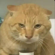 随风