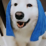 子木非鱼