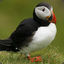 Puffin