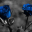 💙 BLUE ROSE 💙
