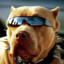 doggimot