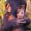 baby bonobo