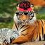 #TigerboyZ$ O¤•ﮖђεεερ