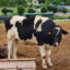 BlackMalangCow