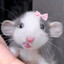 ri-su's avatar