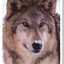 Wolfie2554