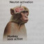Baboon