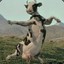 irunovercows