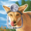 Doctor Dingo