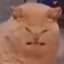 𝕂𝕒𝕨𝕒𝕚𝕚