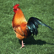 cock