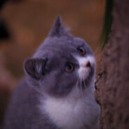 拼好饭中毒的枪软哥