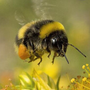bee