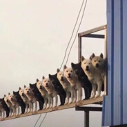 比朱敛帅，比阿良猛，