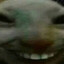 Shelwo