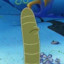 Nematode