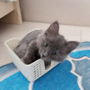 Аватар Sammy