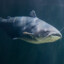 MrCatfish