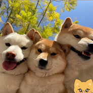 从未被记住的名字