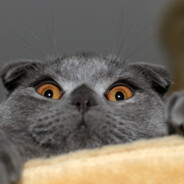 你老婆被我滋漏气了