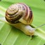 SNAIL