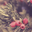 tropical_yew