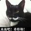 喵喵喵？